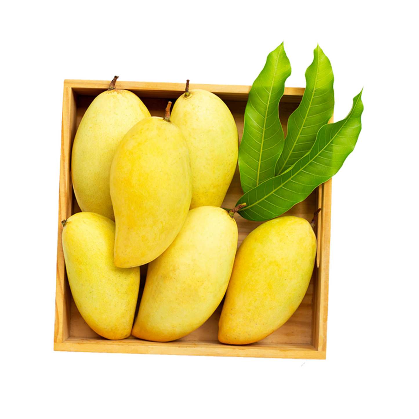 Chaunsa Mango | King of Mangoes