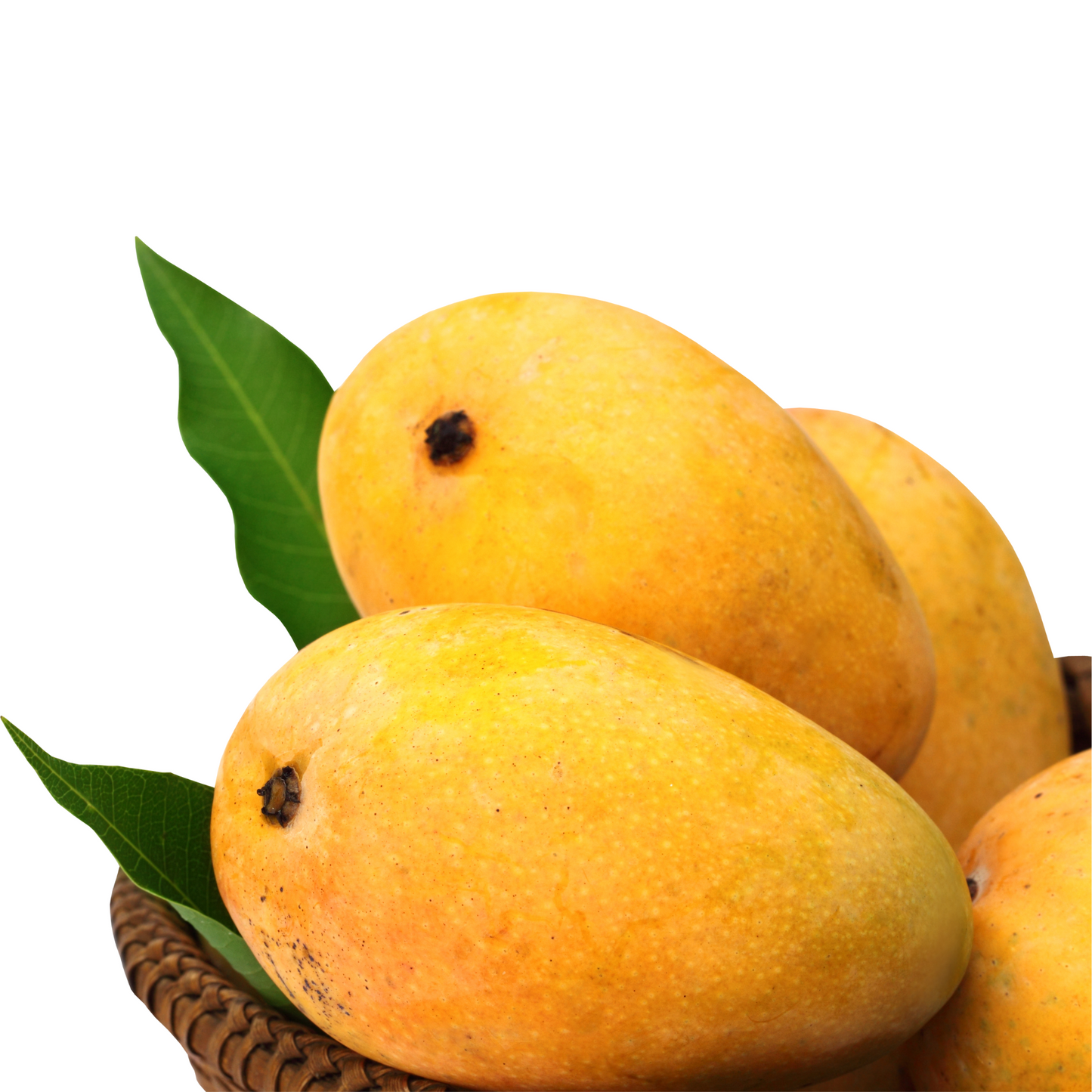 Sindhri Mango