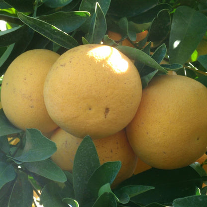 Fresh Grapefruit - 8Kg Box